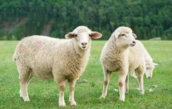 2024年属羊的人的全年运势1979年